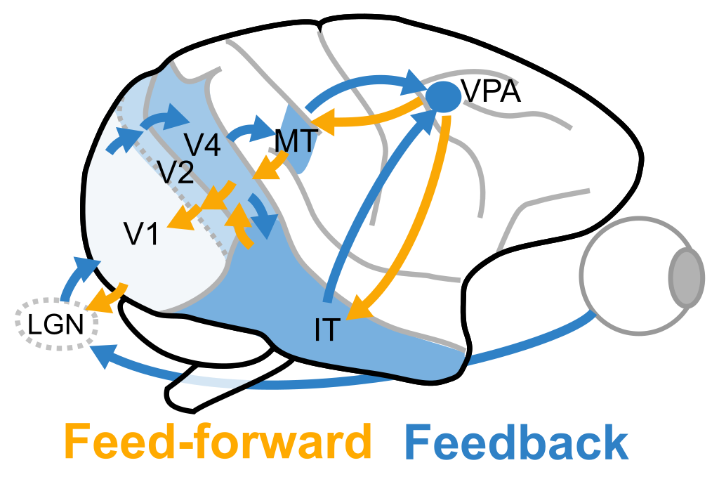 Figure 1: A simplified diagram showing some of the feed-forward and feedback connections in the Macaque brain. The areas that are earlier (or lower-level) are more white, while the areas that later or (higher-level) are more blue.